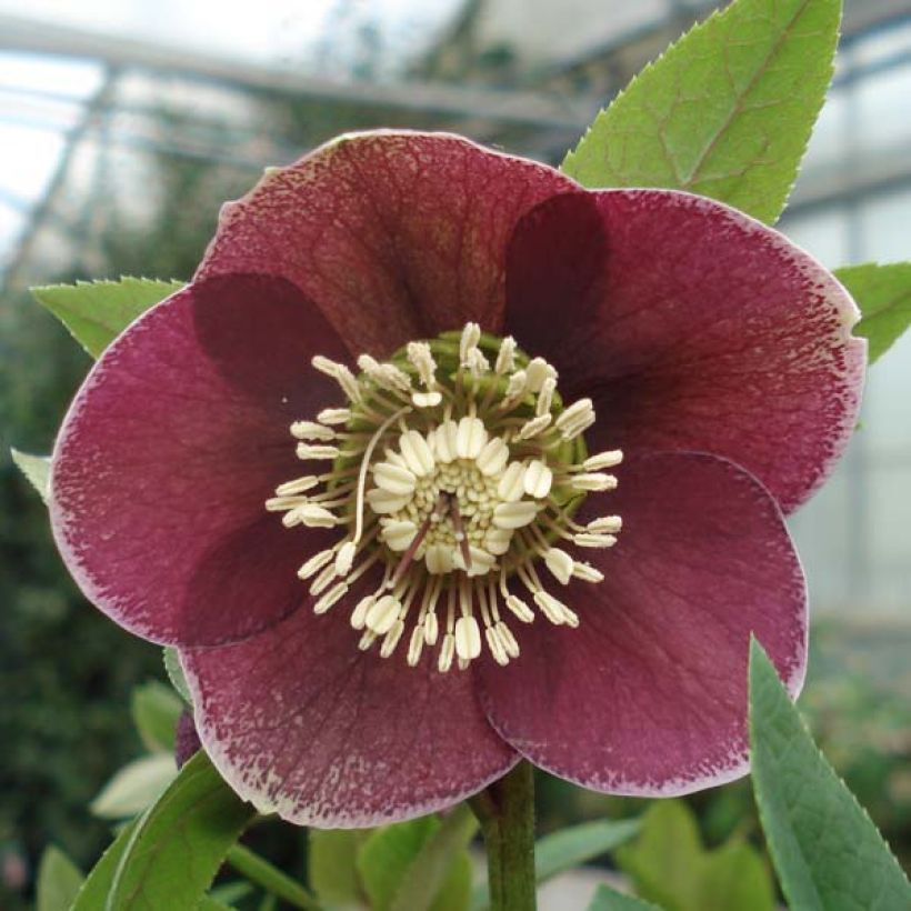 Hellébore orientale Aubergine liseré (Floraison)