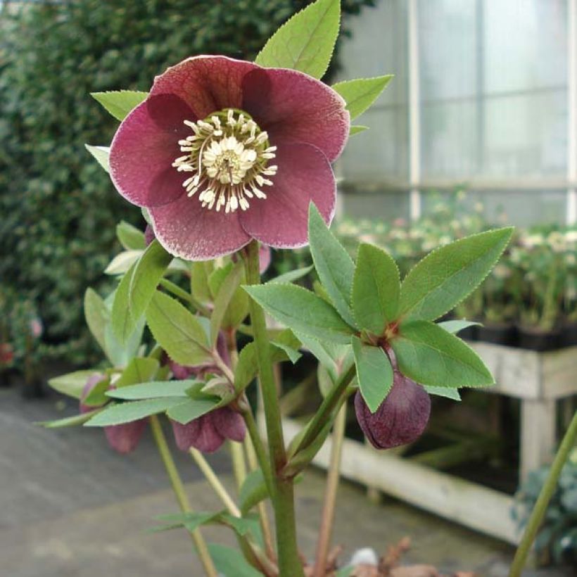 Hellébore orientale Aubergine liseré (Port)