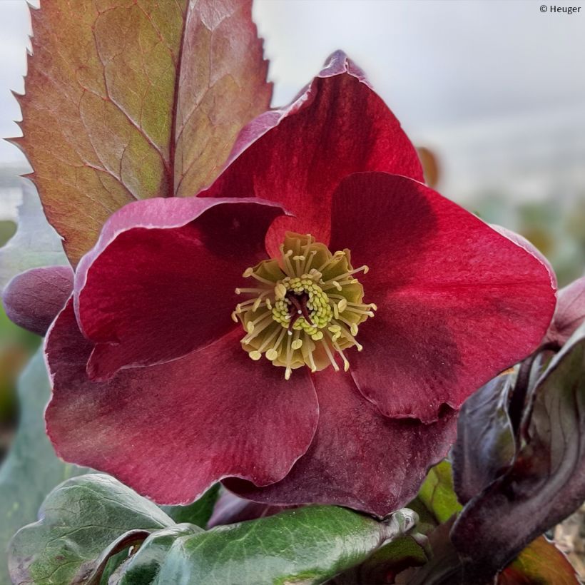 Hellebore Ice and Roses Barolo (Floraison)