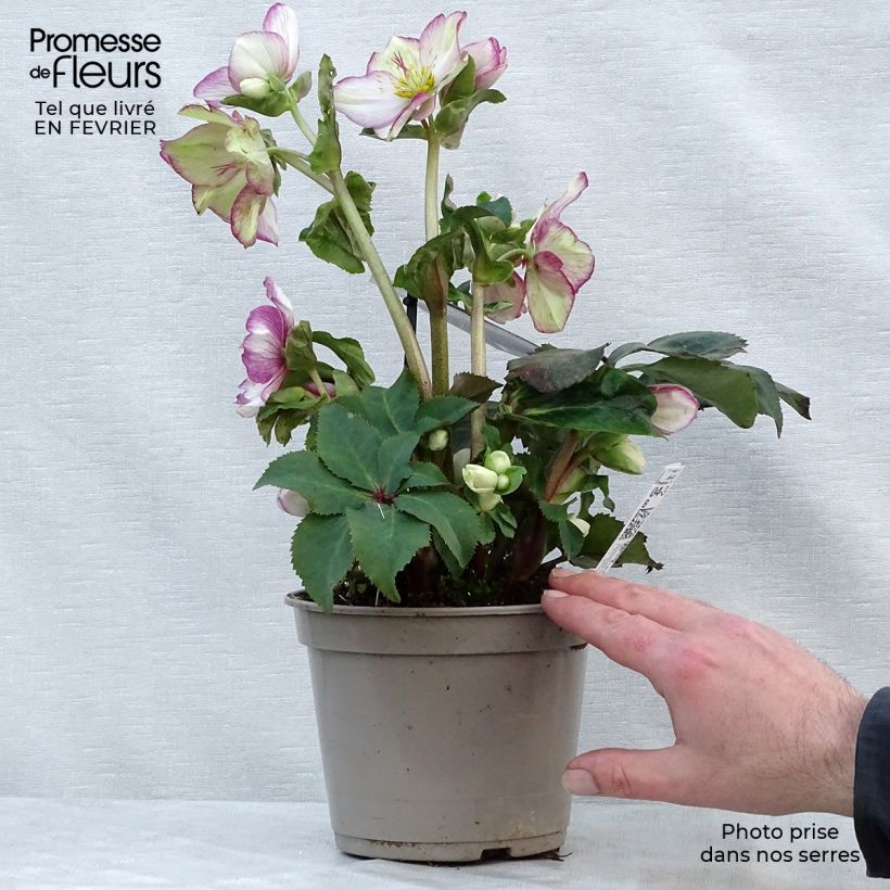 Spécimen de Hellébore Ice'n'Roses Picotee Pot de 2L/3L tel que livré en hiver