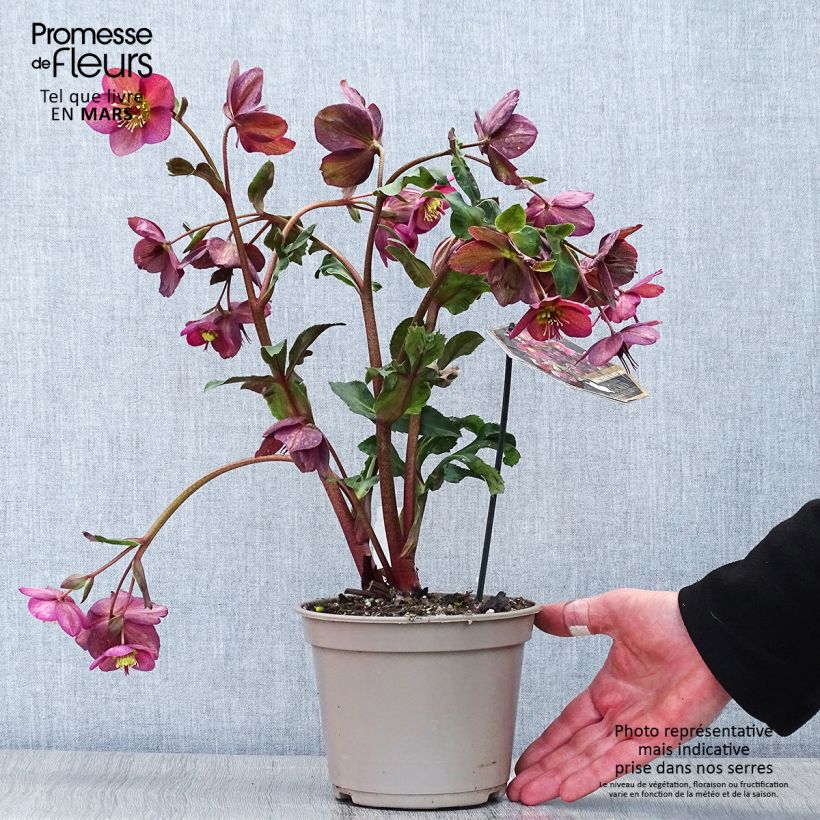 Spécimen de Hellébore Ice n' Roses Red  Pot de 2L/3L tel que livré au printemps