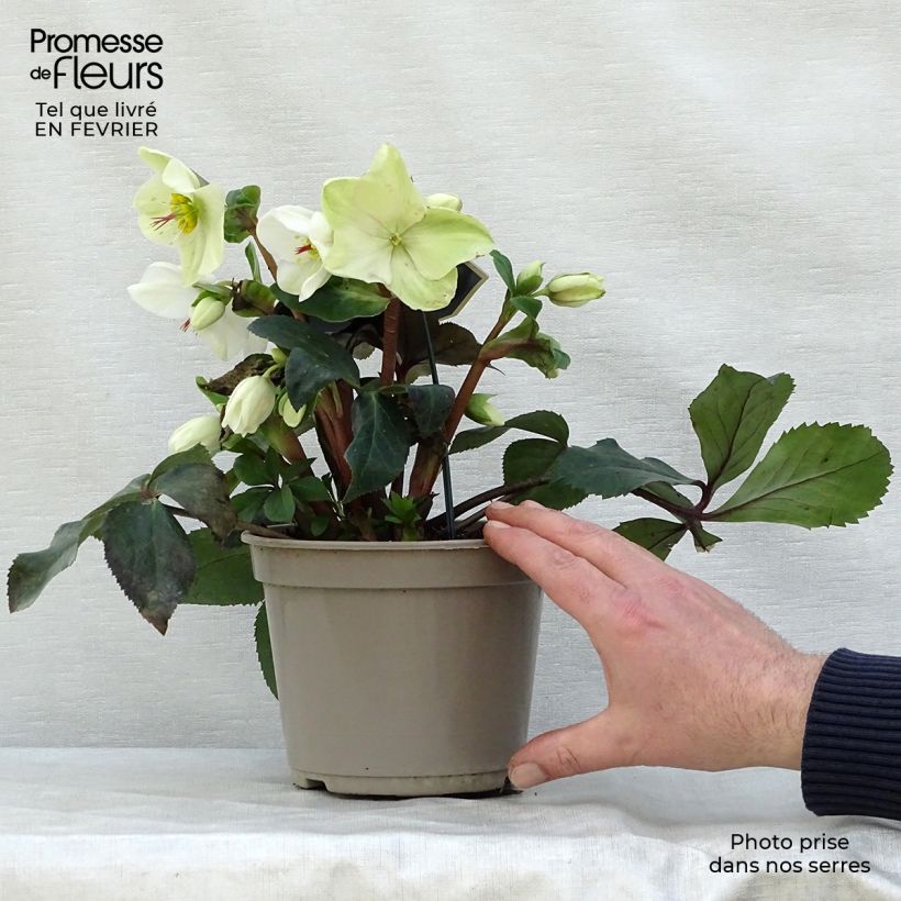 Spécimen de Hellébore Ice n'Roses White Pot de 2L/3L tel que livré en hiver