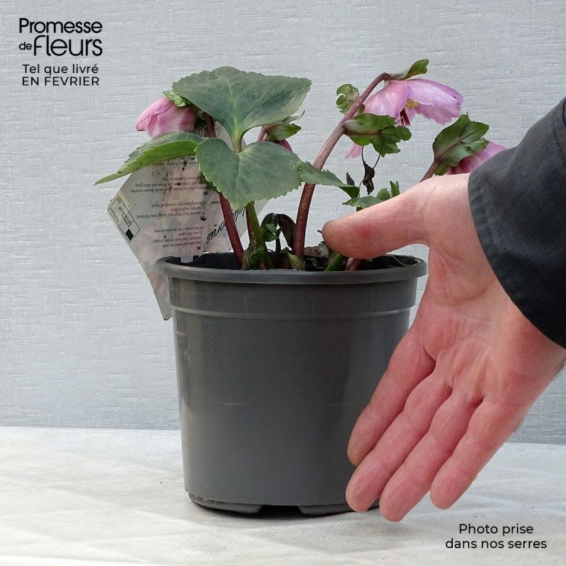 Spécimen de Hellebore Madame Lemonnier - Helleborus niger (x) orientalis Pot de 2L/3L tel que livré en hiver