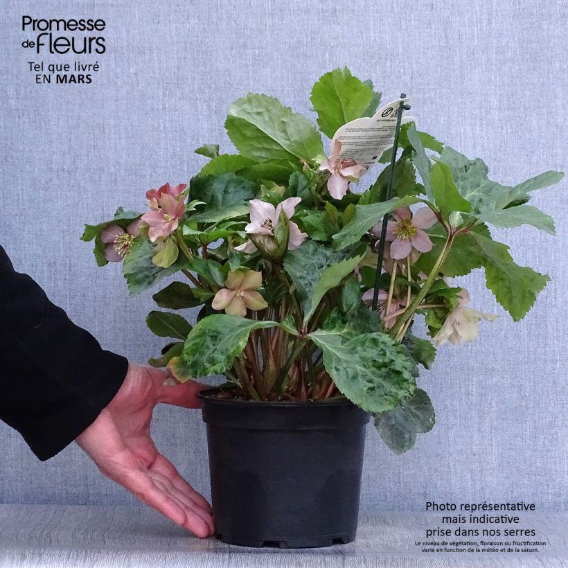Spécimen de Hellebore Madame Lemonnier - Helleborus niger (x) orientalis Pot de 2L/3L tel que livré au printemps