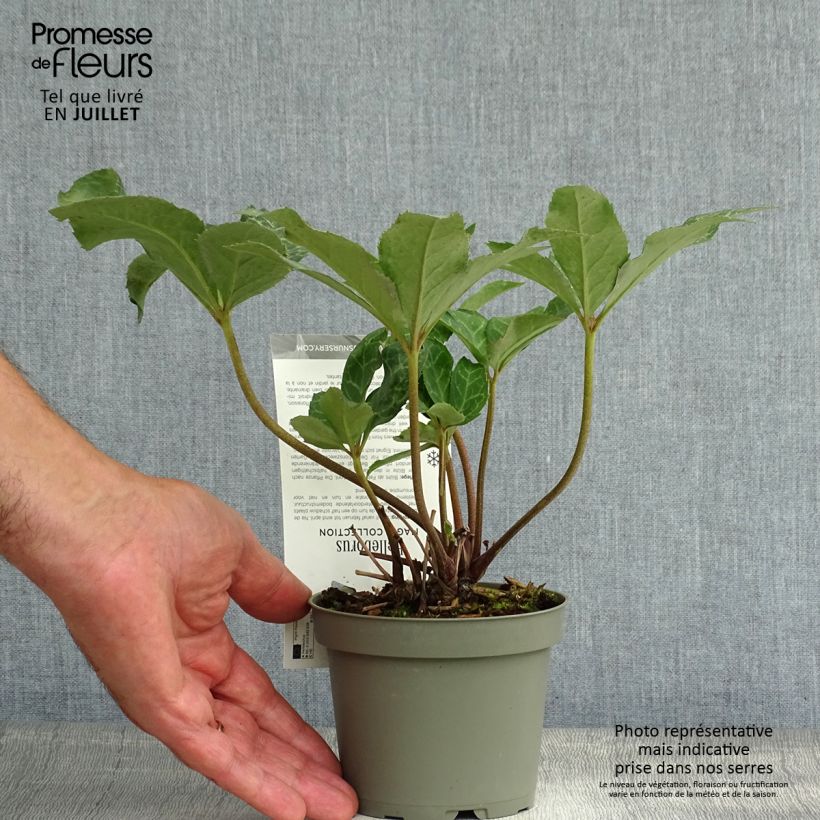 Spécimen de Hellébore Magic Leaves Pot de 10 cm/11cm tel que livré en été