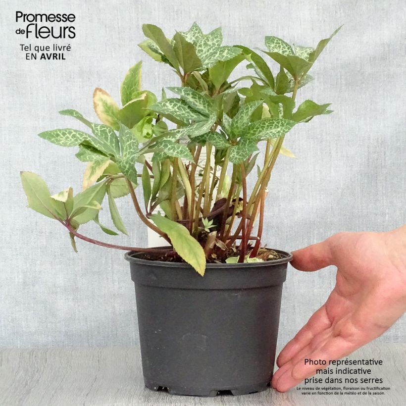 Spécimen de Hellébore Magic Leaves Pot de 2L/3L tel que livré au printemps