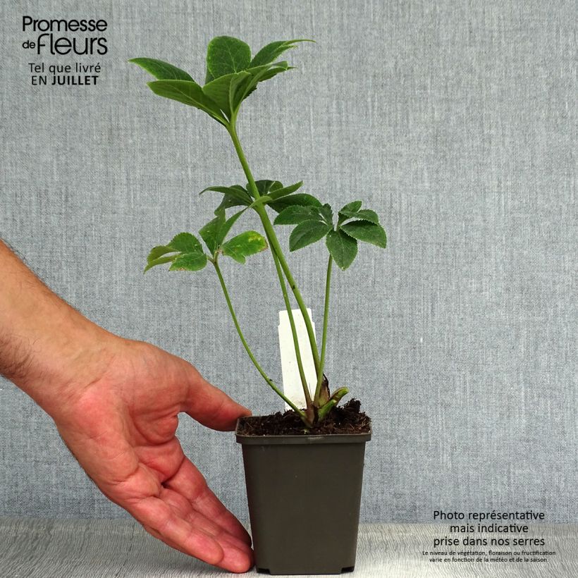 Spécimen de Hellebore Orientale mélange en godet 8/9cm tel que livré en été