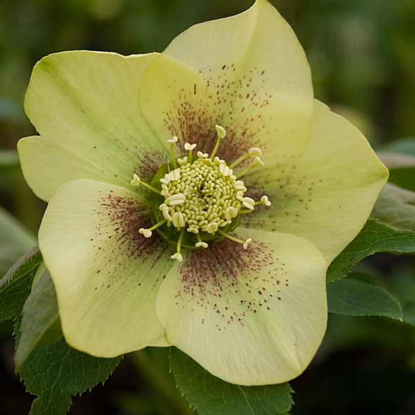 Hellébore orientale Jaune guttatus (Floraison)