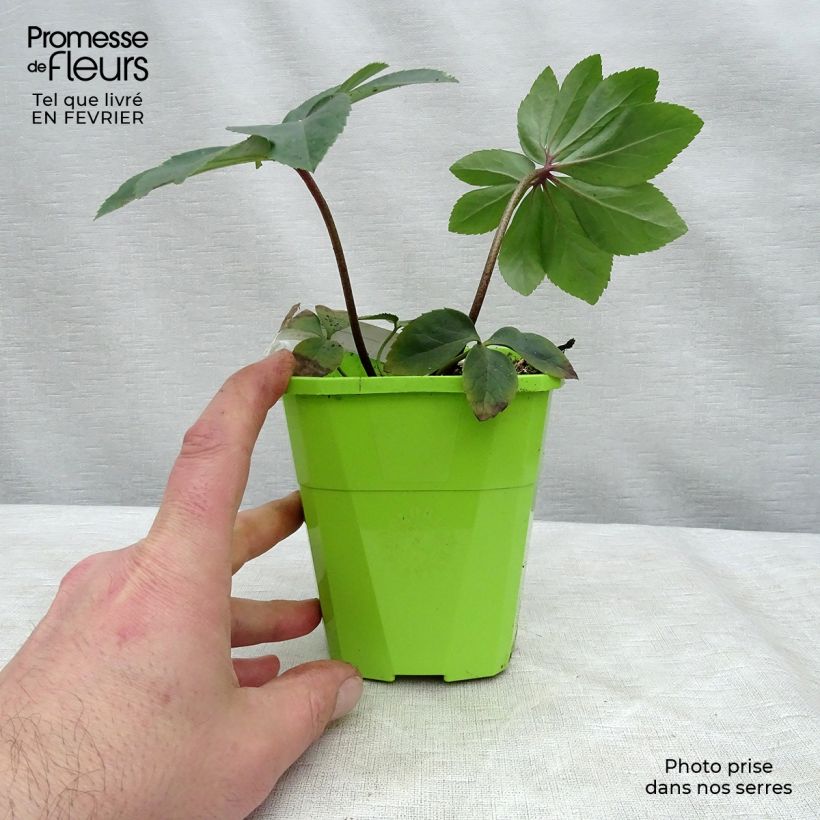 Spécimen de Hellebore Walberton's Rosemary - Rose de Noël hybride Pot de 1,3L tel que livré en hiver