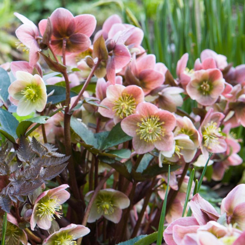 Hellébore ballardiae Maestro (Floraison)