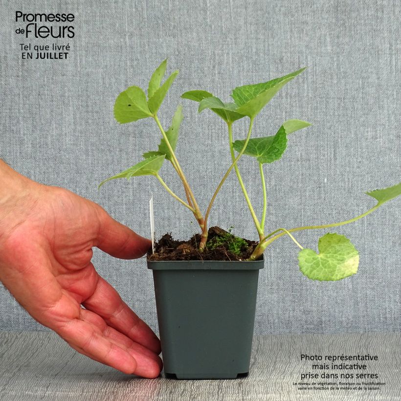 Spécimen de Hellébore de Corse - Helleborus argutifolius  Godet de 8/9 cm tel que livré en été