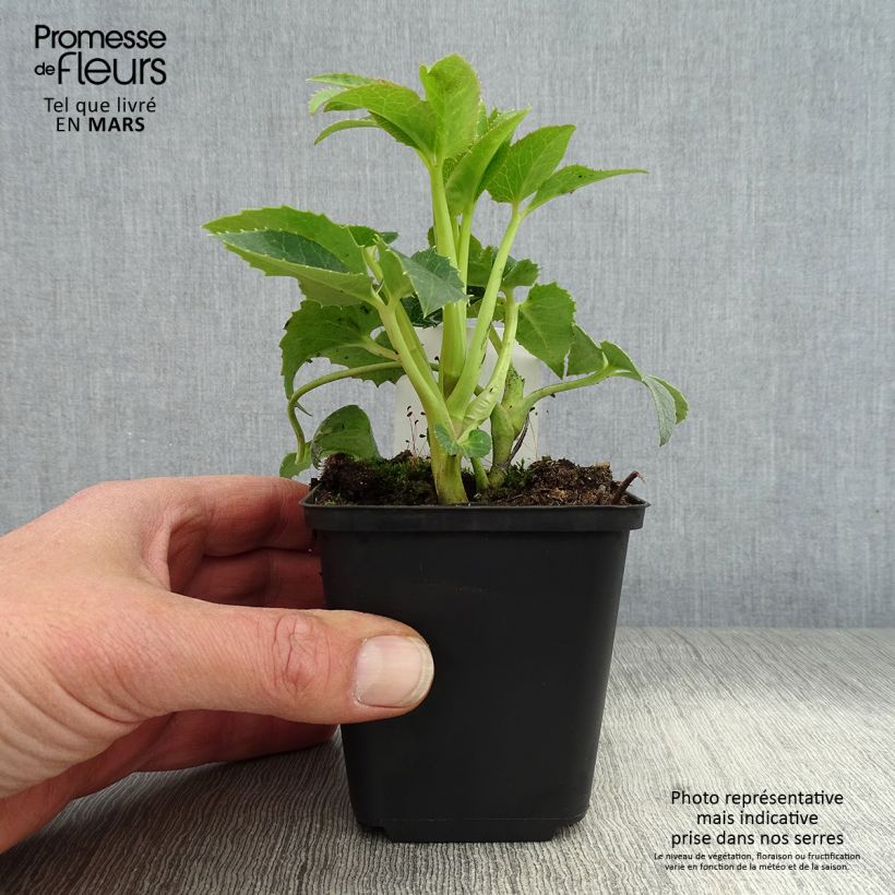 Spécimen de Hellébore de Corse - Helleborus argutifolius  Godet de 9cm tel que livré au printemps