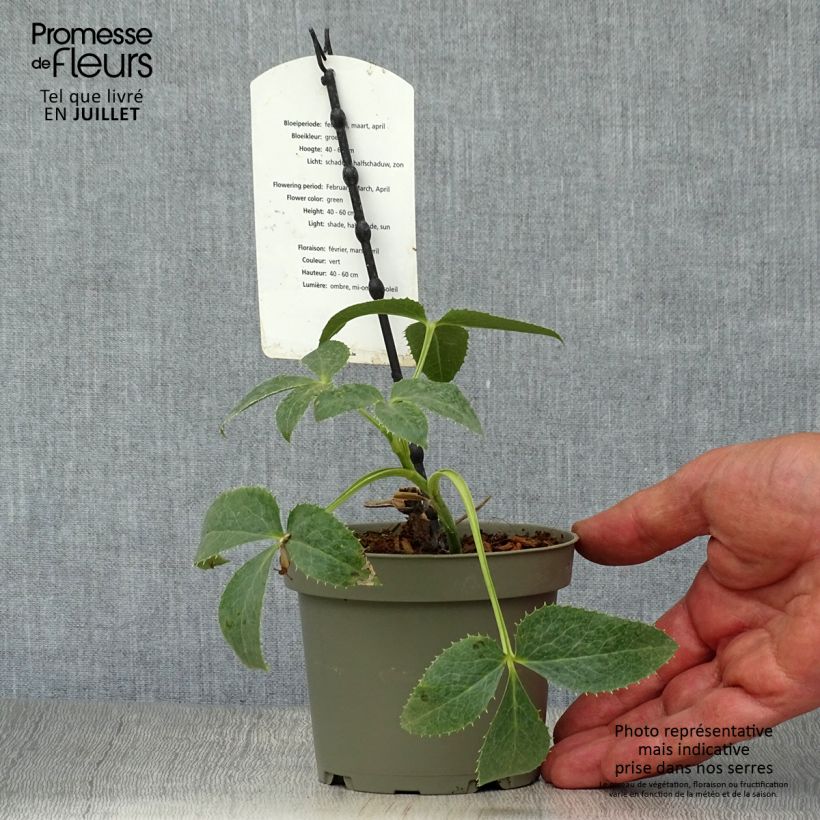 Spécimen de Hellébore de Corse - Helleborus argutifolius  Pot de 12 cm / 13 cm tel que livré en été