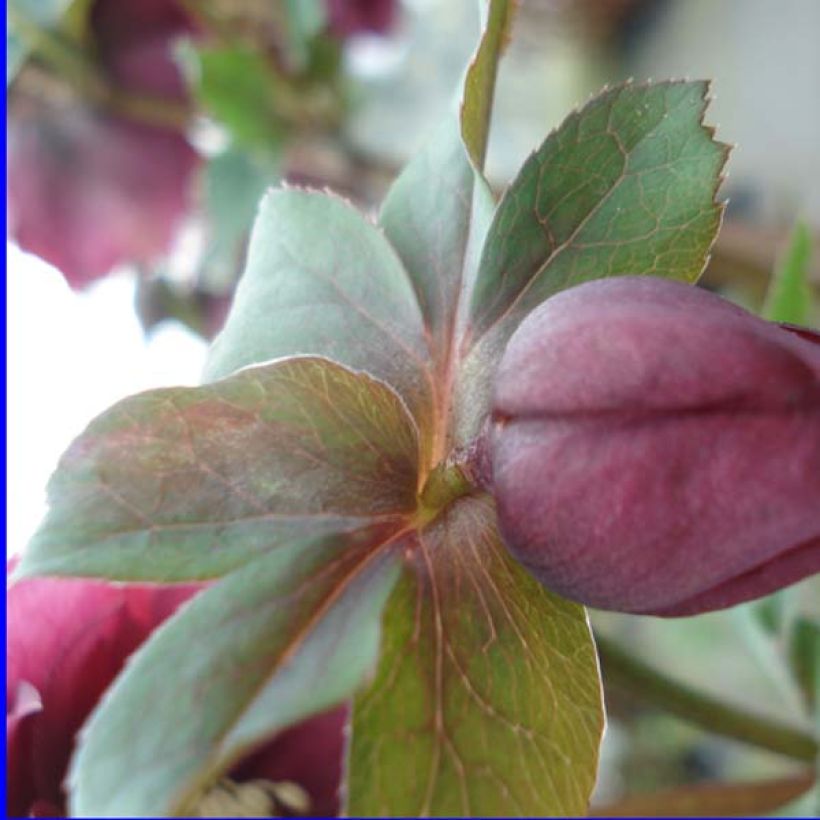 Hellébore orientale Double Rouge (Feuillage)