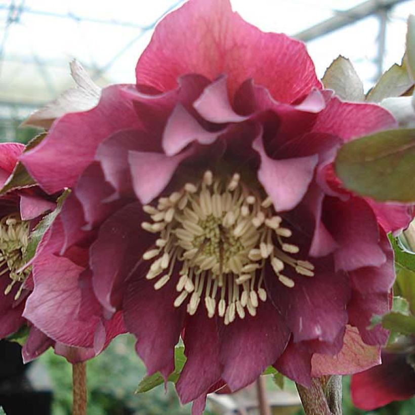 Hellébore orientale Double Rouge (Floraison)