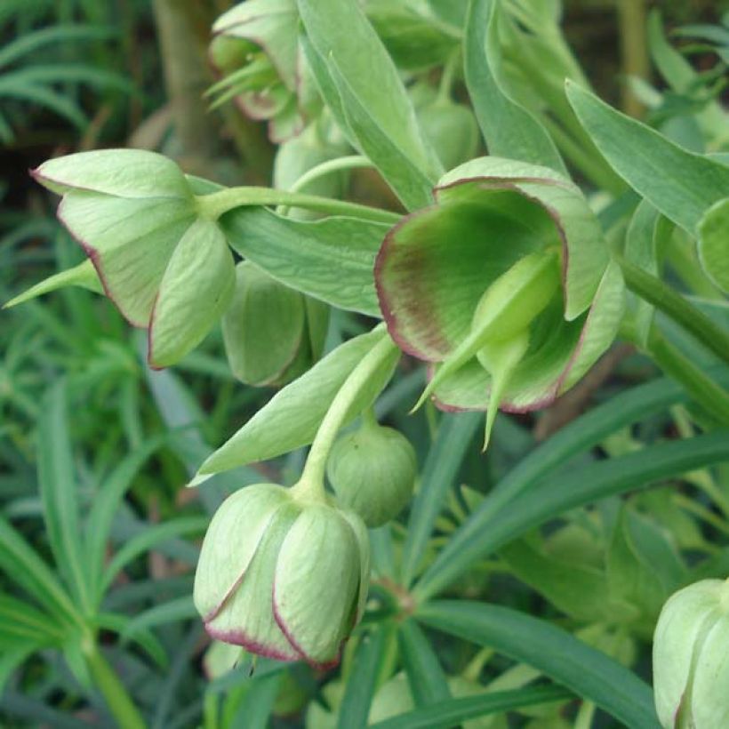 Hellébore foetidus - Hellébore fétide (Floraison)