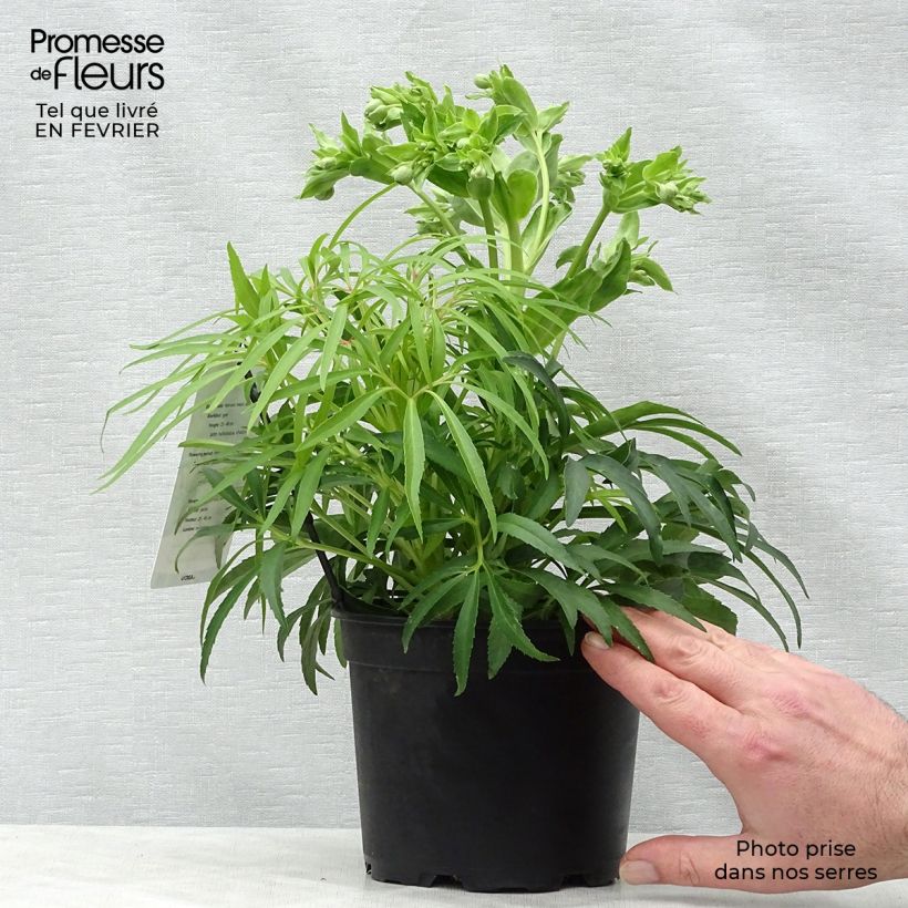 Spécimen de Hellébore foetidus Yellow Pot de 1,5L/2L tel que livré en hiver