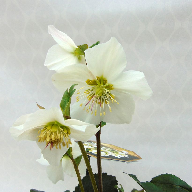 Hellébore hybride Paradenia (Floraison)