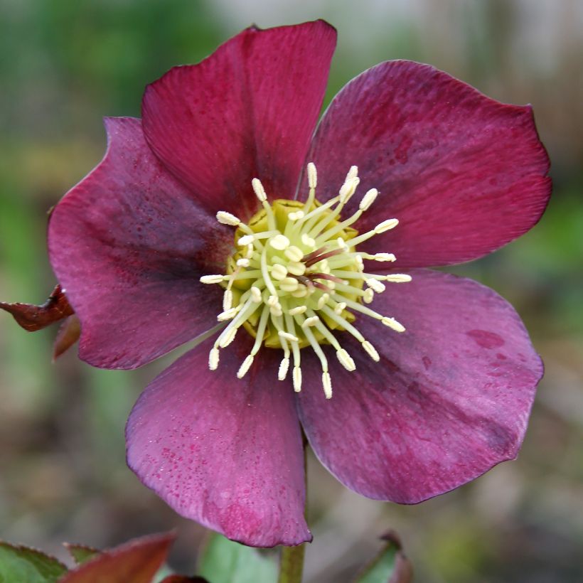 Hellébore hybridus Metallic Blue (Floraison)