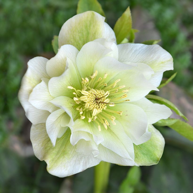 Hellébore hybridus Mrs Betty Ranicar (Floraison)