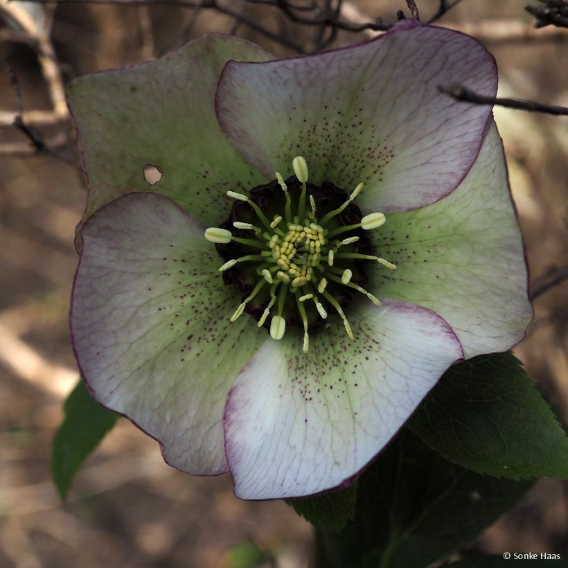 Hellébore hybridus Picotee (Floraison)