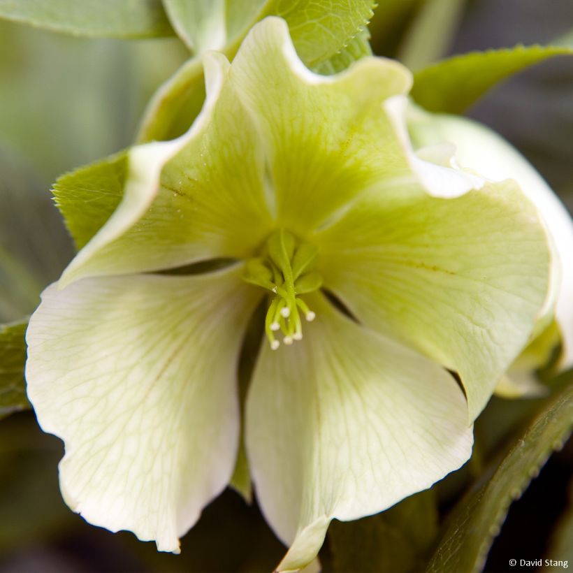 Hellébore hybridus Yellow Lady (Floraison)