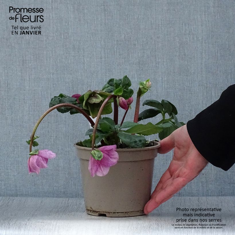 Spécimen de Hellébore lemperii Lola Pot de 2L/3L tel que livré en hiver