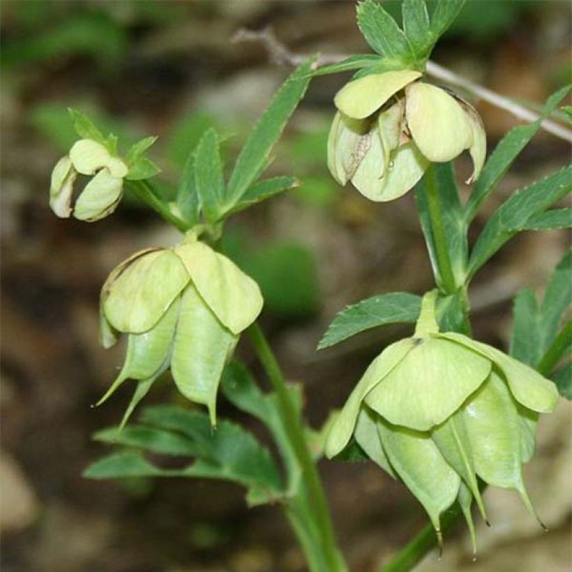 Hellébore multifidus bocconei (Floraison)