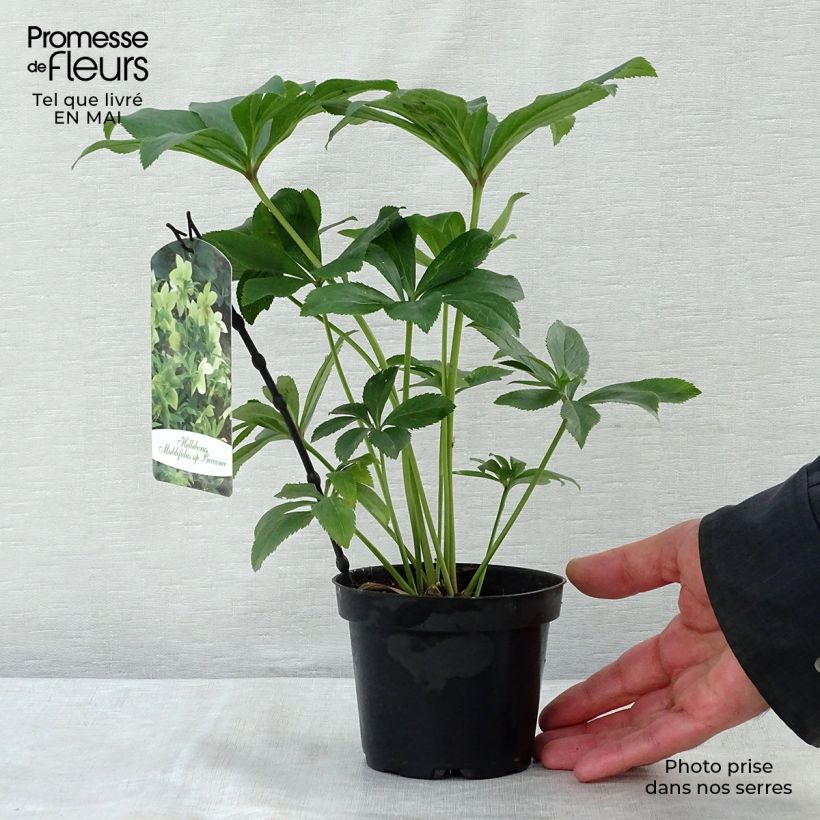 Spécimen de Hellébore multifidus bocconei Pot de 1L/1,5L tel que livré au printemps