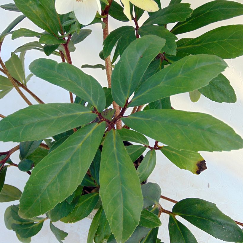 Hellébore niger - Rose de Noël (Feuillage)