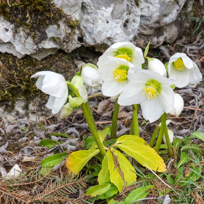 Hellébore niger ssp. macranthus (Port)