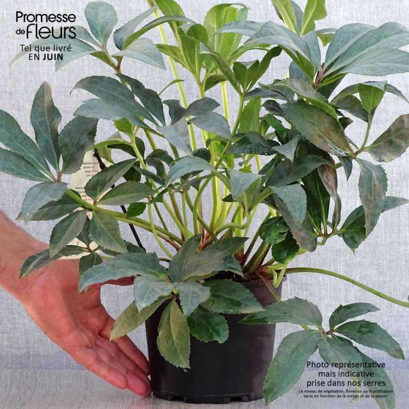 Spécimen de Hellebore nigercors Snow Love Pot de 2L/3L tel que livré en été