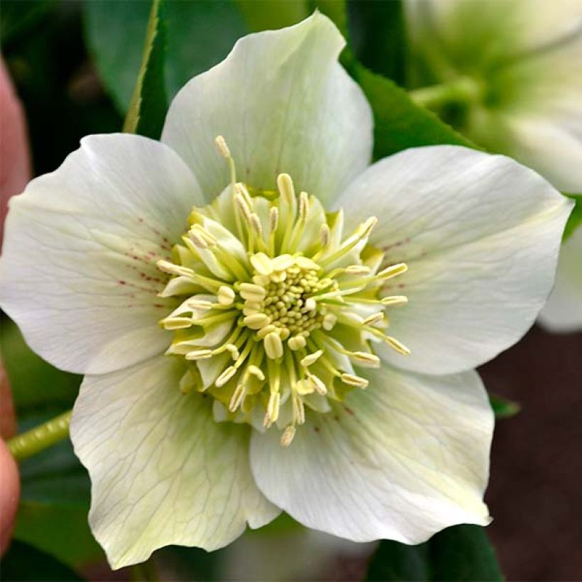 Hellébore orientale Anémone Blanc pur (Floraison)