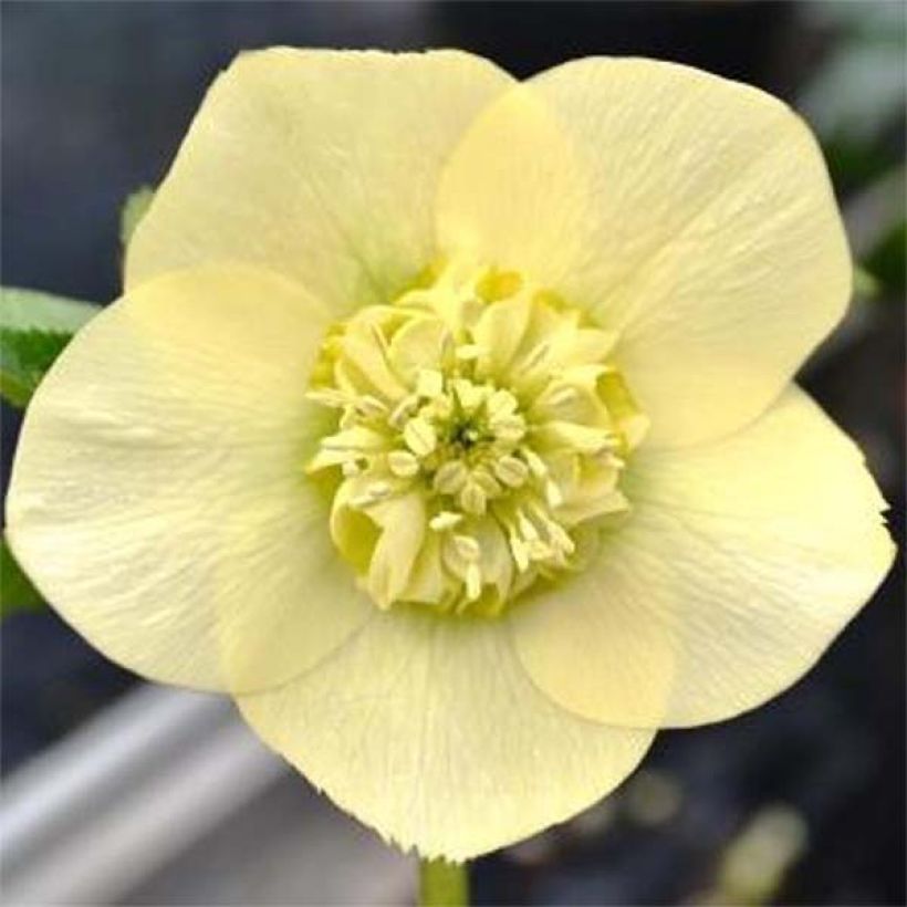 Hellébore orientale Anémone Jaune (Floraison)