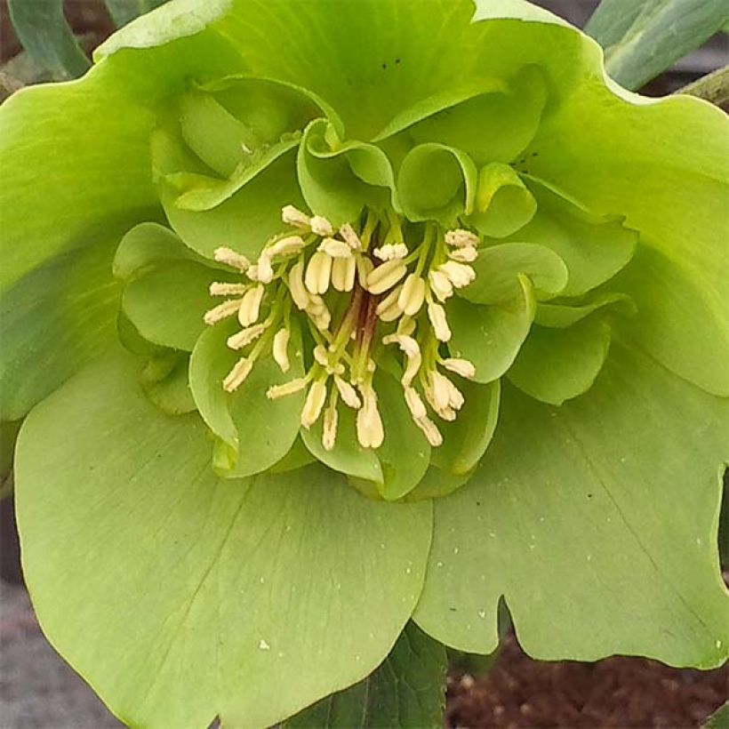 Hellébore orientale Anémone Verte (Floraison)