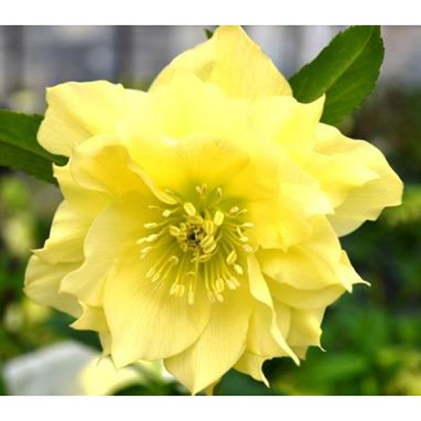 Hellébore orientale Double jaune primevère (Floraison)