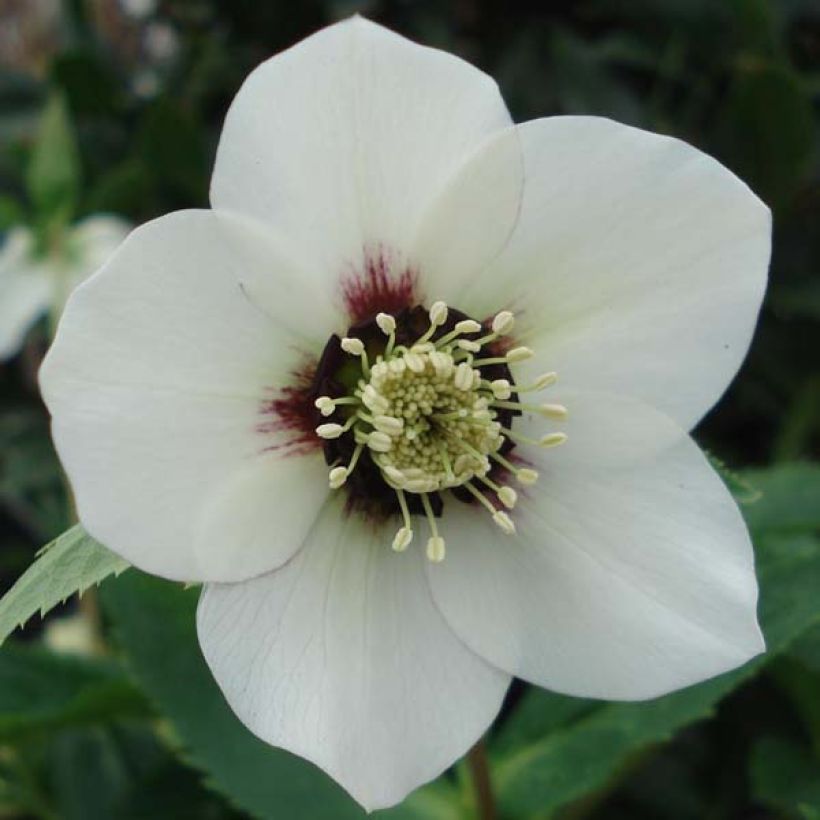 Hellébore orientale Blanc à centre rouge (Floraison)