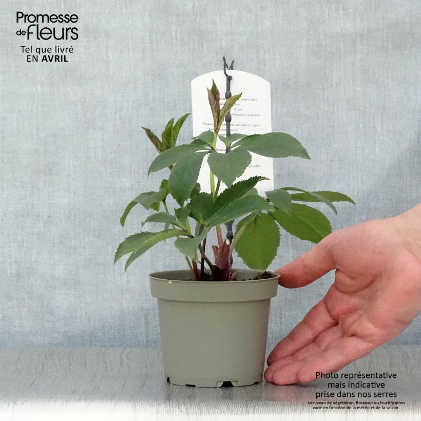 Spécimen de Hellébore orientale Abricot Pot de 12cm tel que livré au printemps