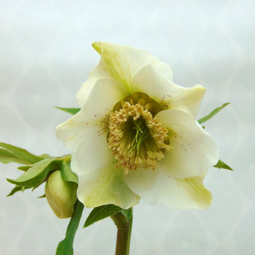 Hellébore orientale Anémone Blanc guttatus (Floraison)