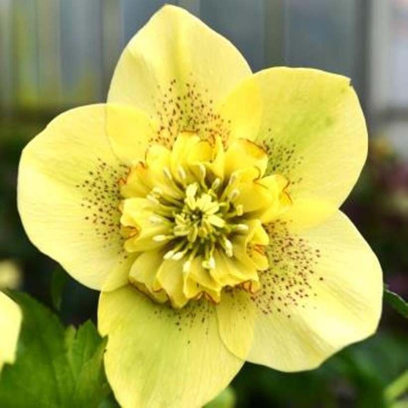 Hellébore orientale Anémone Jaune Guttatus (Floraison)