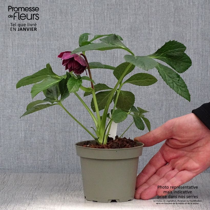 Spécimen de Hellébore orientale Aubergine liseré Pot de 12cm tel que livré en hiver