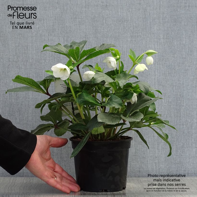 Spécimen de Hellébore orientale Blanc Pot de 2L/3L tel que livré au printemps