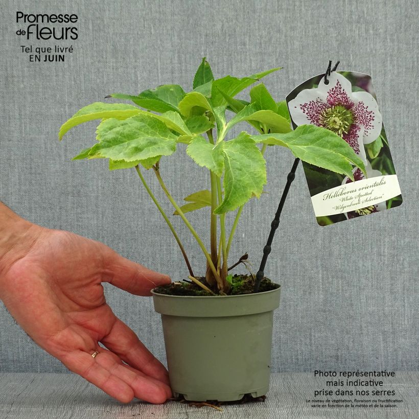 Spécimen de Hellébore orientale Blanc guttatus - pot de 12cm tel que livré en été