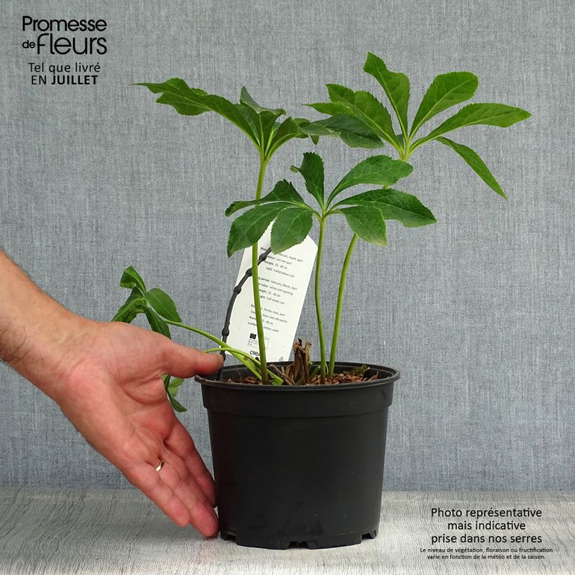 Spécimen de Hellébore orientale Double Blanc guttatus Pot de 2L/3L tel que livré en été