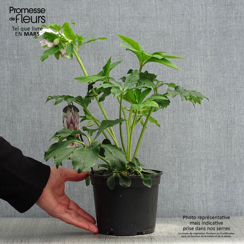 Spécimen de Hellébore orientale Double Blanc guttatus Pot de 2L/3L tel que livré au printemps