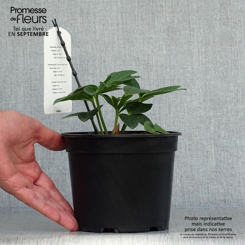 Spécimen de Hellébore orientale Double Noire Pot de 2L/3L tel que livré en automne