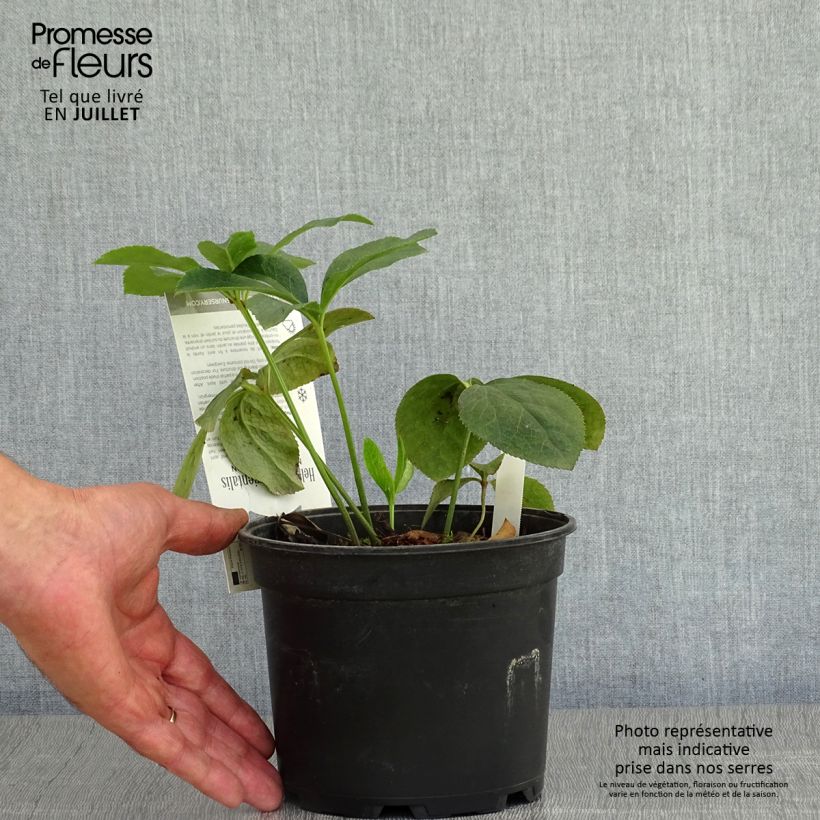 Spécimen de Hellébore orientale Double Picotée Pot de 2L/3L tel que livré en été