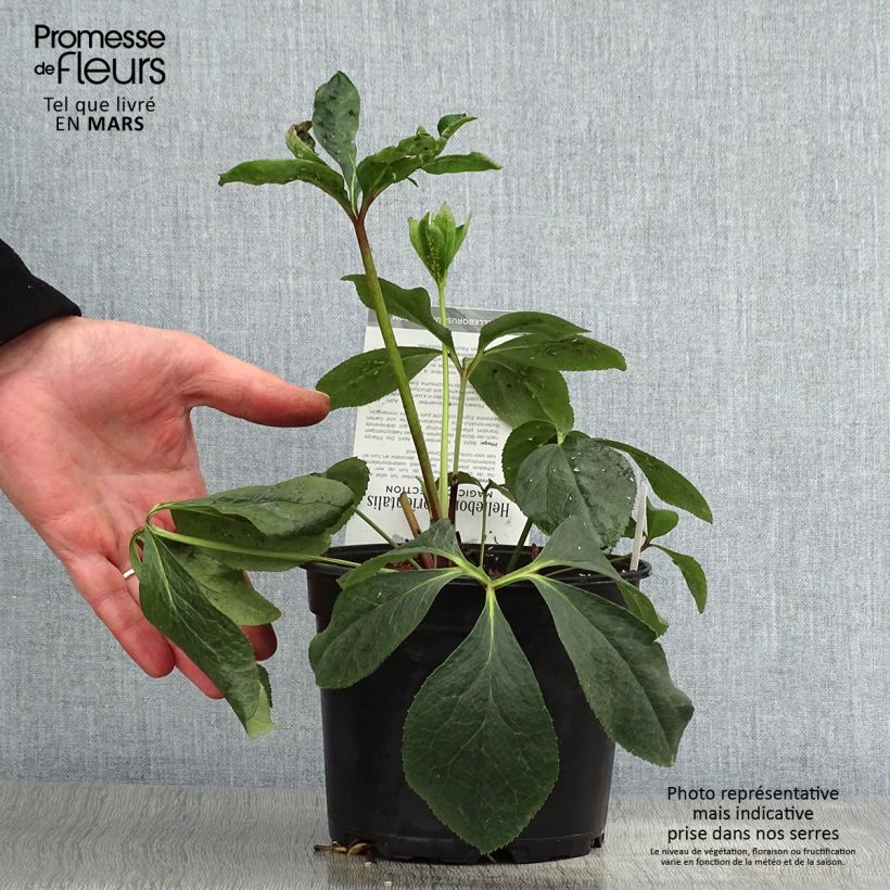 Spécimen de Hellébore orientale Double Picotée Pot de 2L/3L tel que livré au printemps