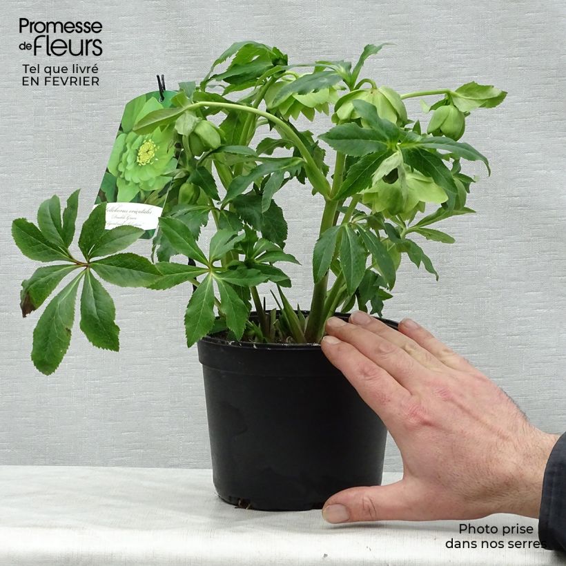Spécimen de Hellébore orientale Double Vert pistache Pot de 2L/3L tel que livré en hiver