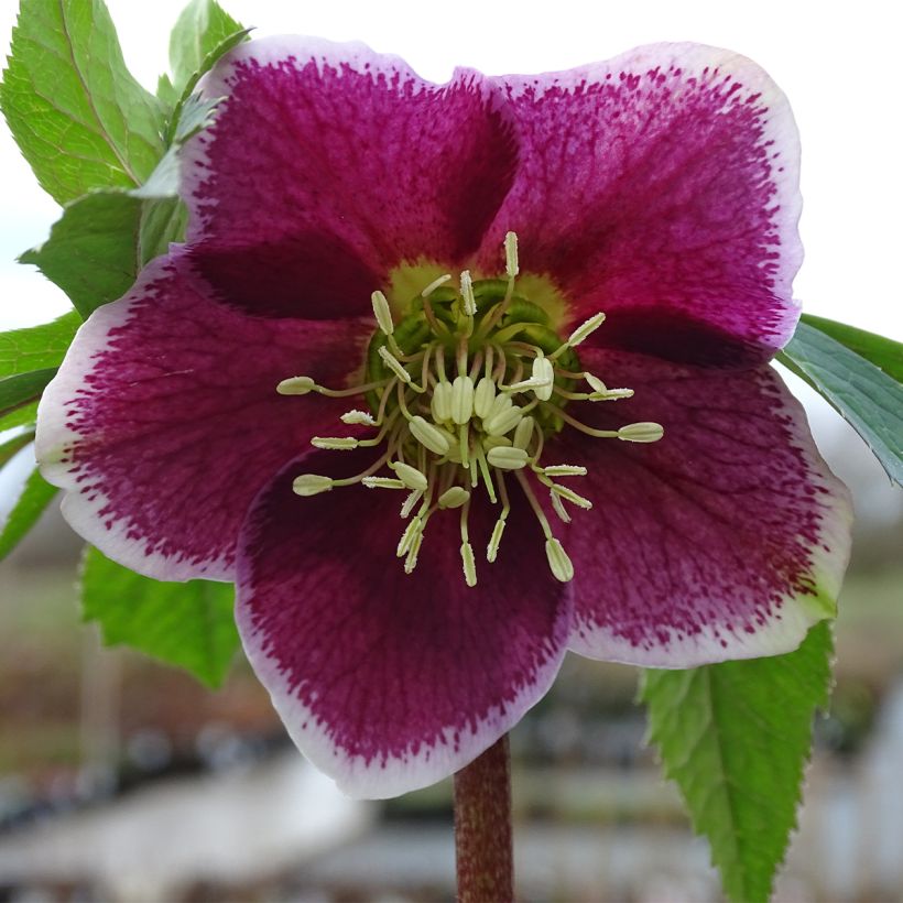 Hellébore orientale Magic Aubergine liseré (Floraison)